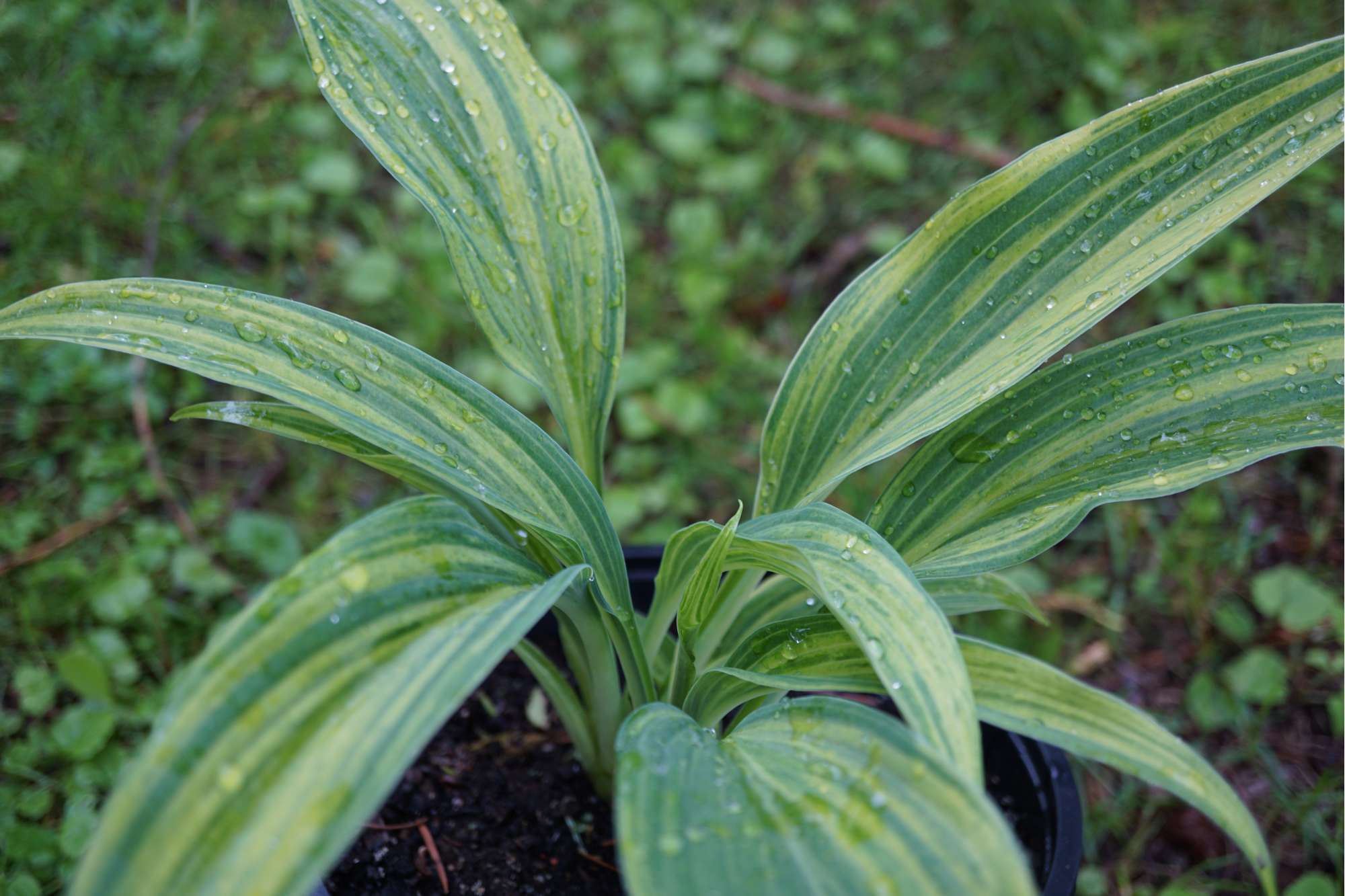 Funkia 'Hyuga Urajiro'